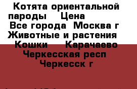 Котята ориентальной пароды  › Цена ­ 12 000 - Все города, Москва г. Животные и растения » Кошки   . Карачаево-Черкесская респ.,Черкесск г.